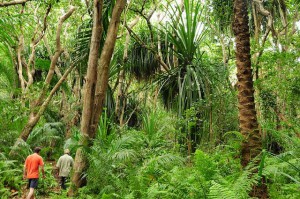 jozani-forest-tour-on-zanzibar.jpg